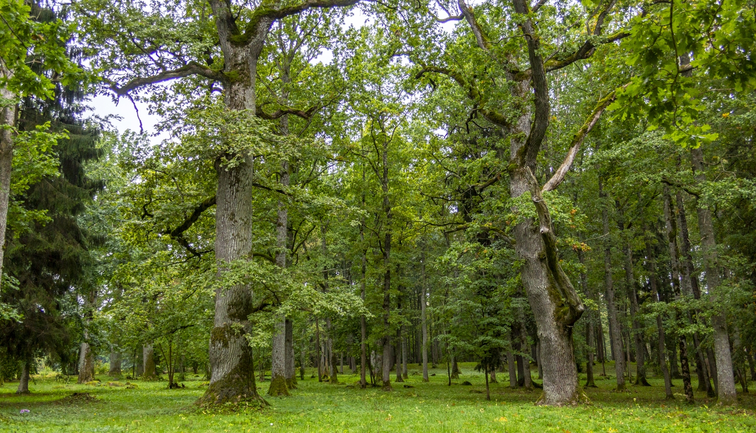 Dundagas parks. Lieli, veci ozoli.