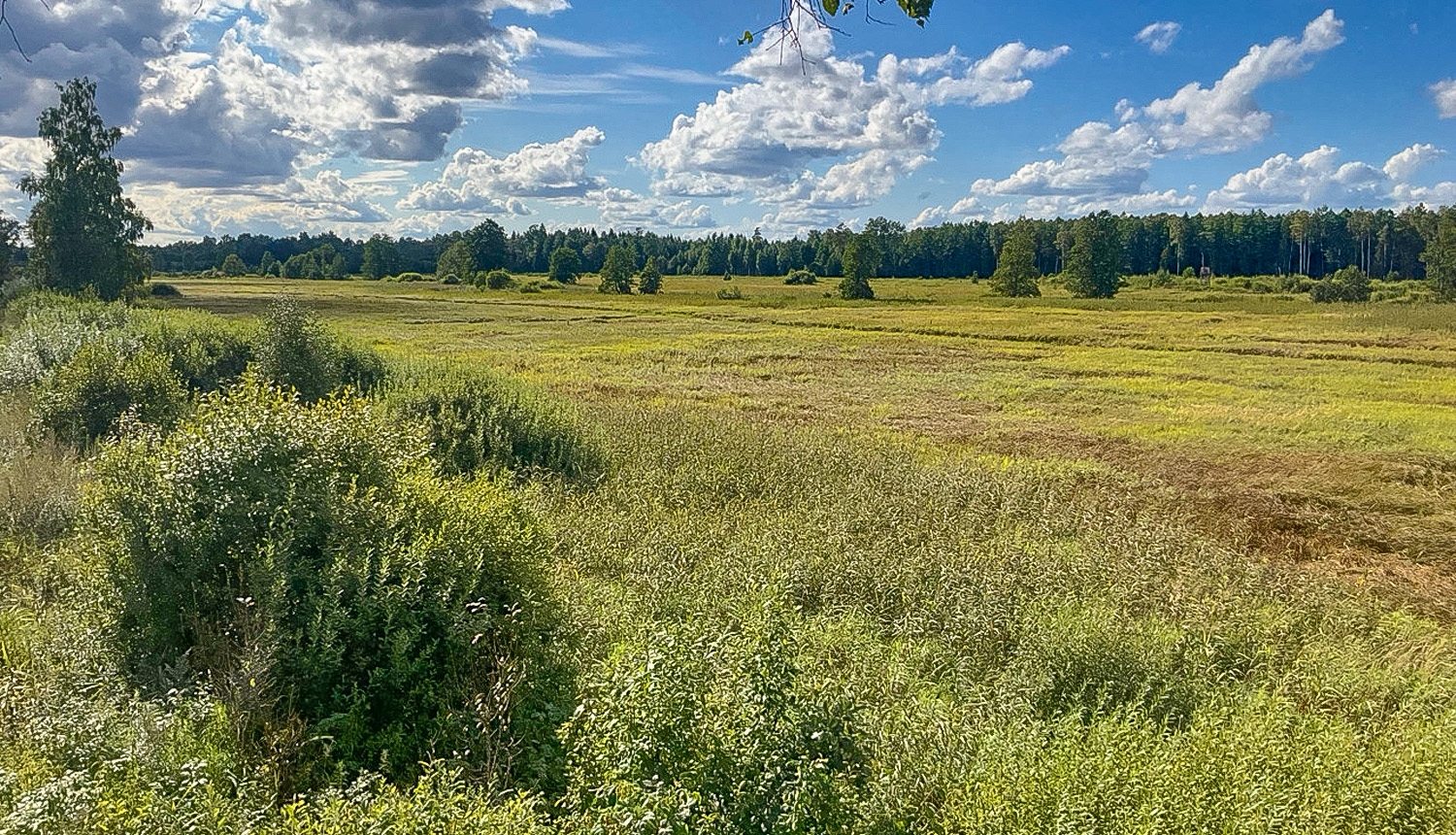 Saulaina vasaras pēcpusdiena. Plaša pļava. Tālumā meža josla. Zilas debesis, balti mākoņi.