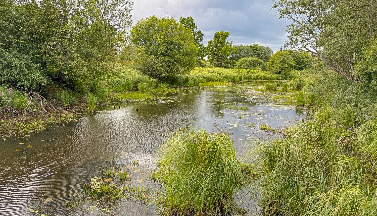 Neliela upe ar apaugušiem krastiem. Tālumā piekrastes pļava.