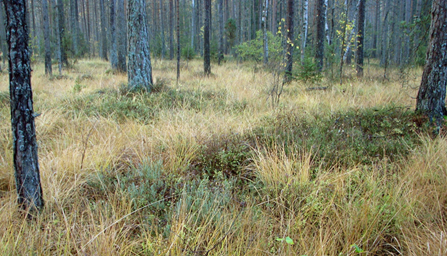 Sakas grīņi
