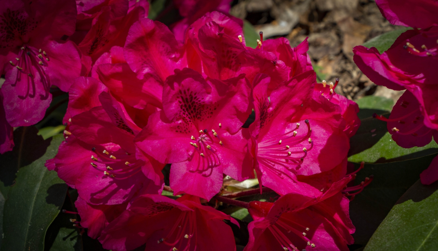 rododendrs
