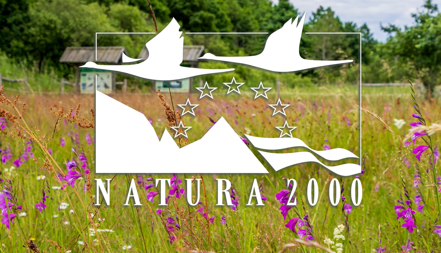 Pļava ar ziedošām jumstiņu gladiolām, priekšplānā Natura 2000 logo.