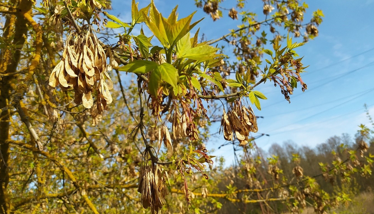 Invazīva suga - ošlapu kļava. Foto: Irēna Pučkina