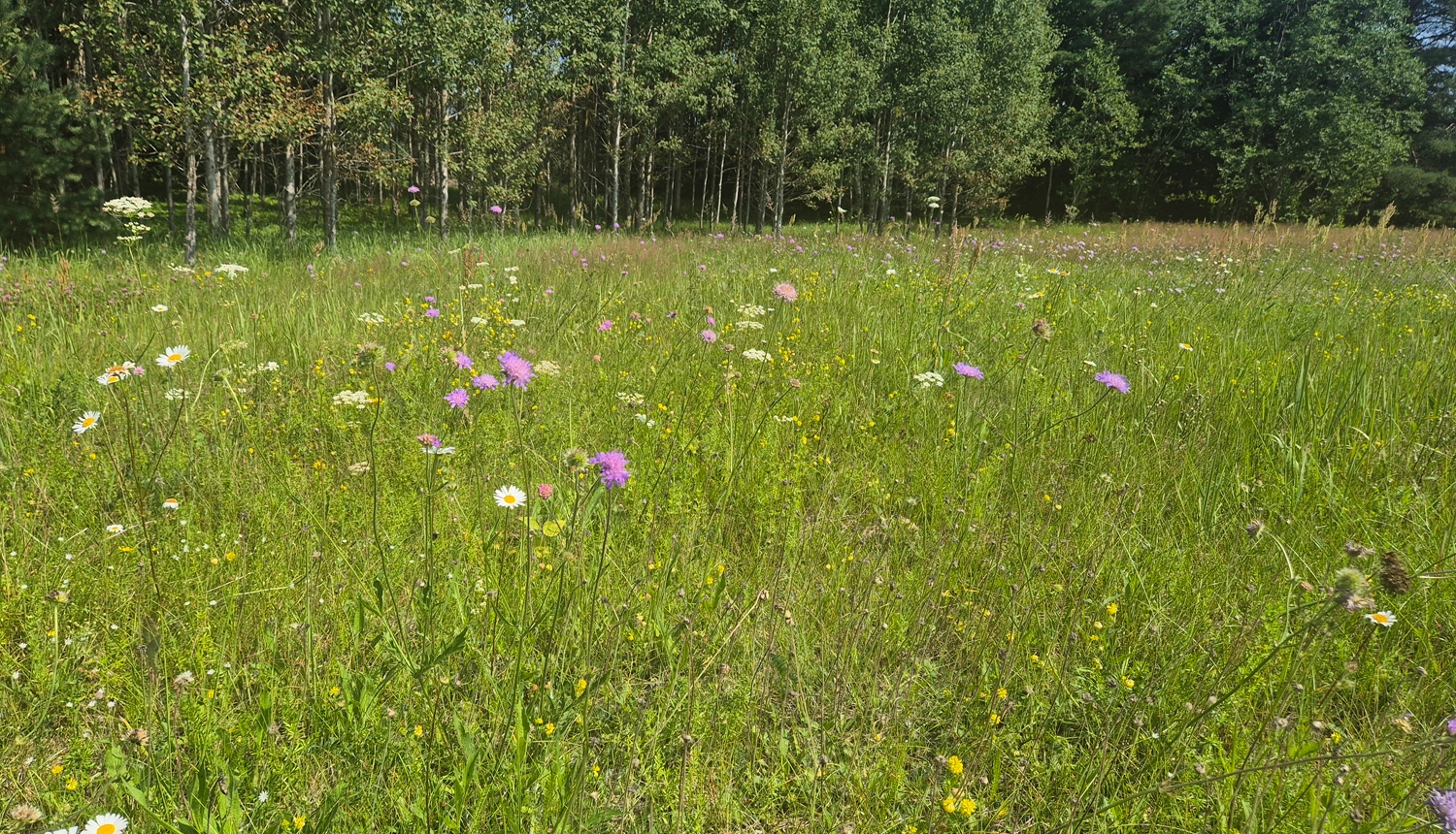 Pļava jūlijā