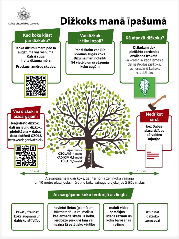 Infografika "Dižkoks manā īpašumā"