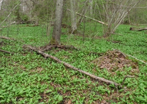Laksis (Allium ursinum)