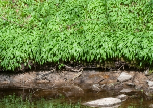 Laksis (Allium ursinum)
