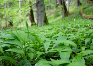 Laksis (Allium ursinum)