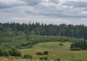 Spinduļu meži