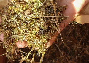 Projekts LIFE IP “LatViaNature”. Bioloģiski vērtīgas pļavas atjaunošana. Sēklas.