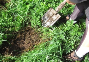 Projekts LIFE IP “LatViaNature”. Bioloģiski vērtīgas pļavas atjaunošana. Sēklū izsēšana.