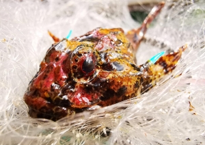 Projekts LIFE REEF. Baltijas jūras rifu izpēte. Dzeloņgalve. Foto DAP.