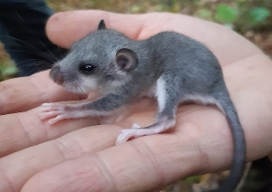 Lielā susura (Glis glis) mazulis