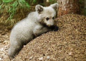 Lācene Ilzīte