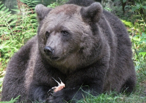 Lācene Ilzīte
