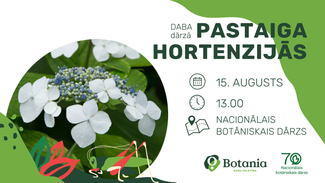 Attēls ar baltu hortenzijas ziedu. Teksts. DABA dārzā. PASTAIGA HORTENZIJĀS. 15. augusts. 13.00. NACIONĀLAIS BOTĀNISKAIS DĀRZS