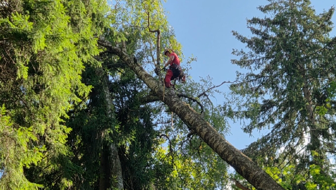 Arborists uzkāpis augstu pusnogāztā kokā