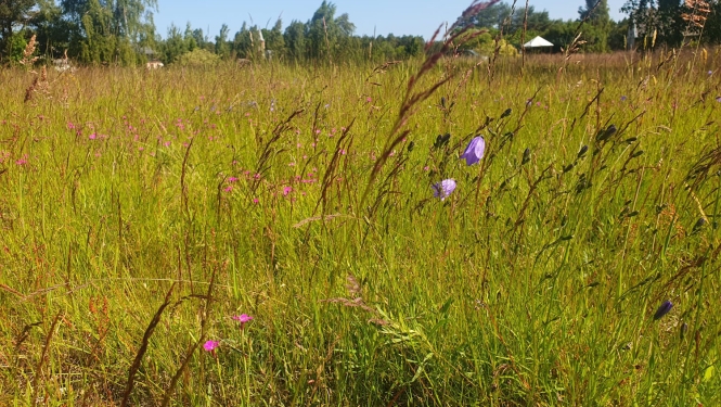 Pļava ar graudzālēm un ziedošiem augiem.