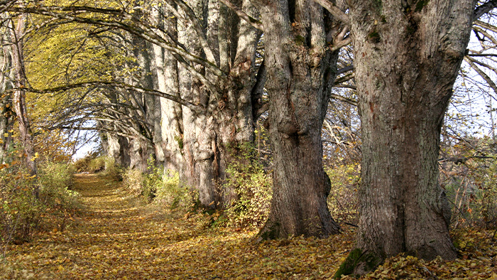 Dendroloģiskie stādījumi “Vāgnera dārzs”