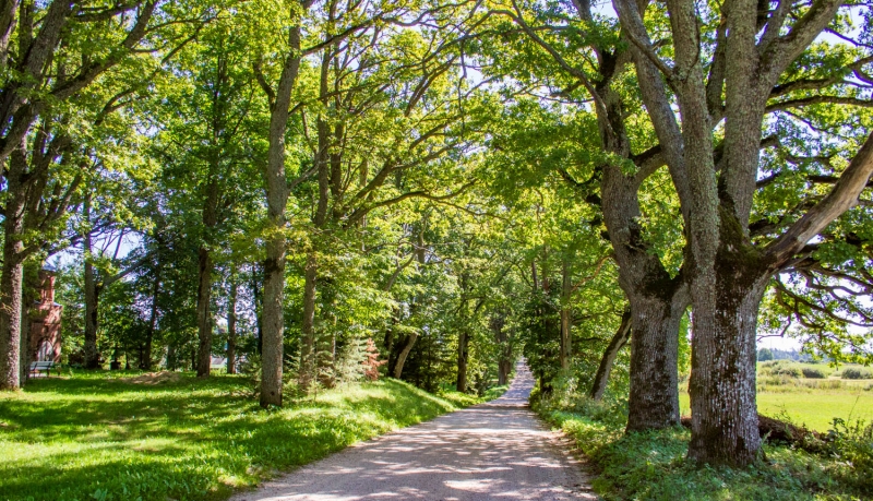 Vērenes muižas aleja. Foto Andris Soms