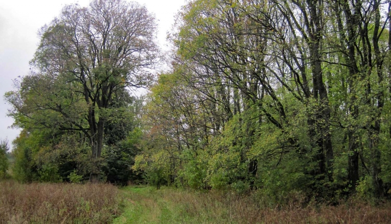 Gomeļmuižas parks. Foto: Elīna Tripāne