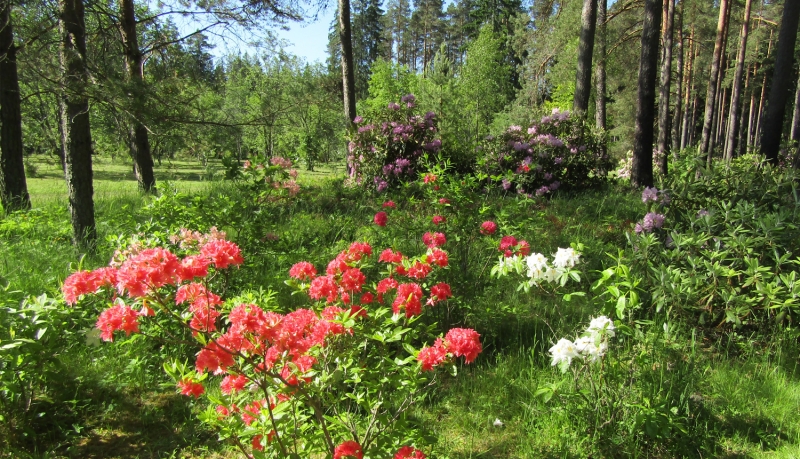 Kalsnavas dendrārijs. Rododendri. Foto: Sintija Balode. DAP