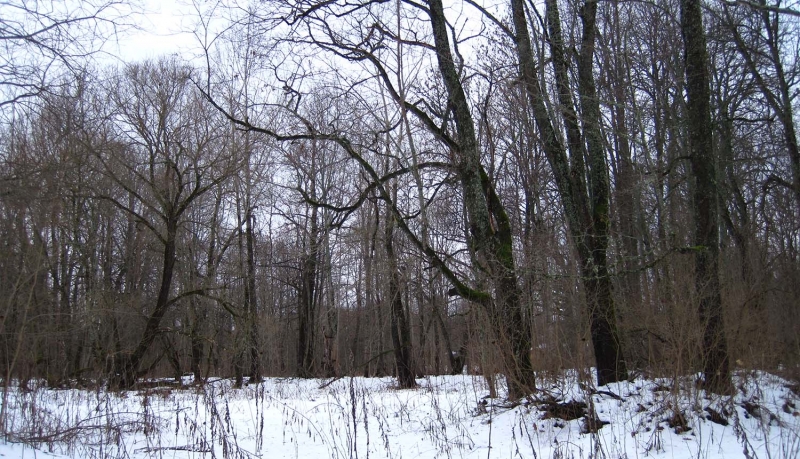 Ozupienes parks. Foto: Elīna Tripāne