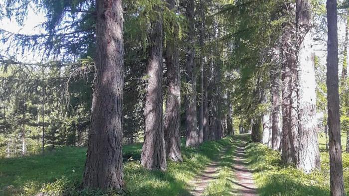 Briežmuižas lapegļu stādījumi. Foto: Sintija Kotāne