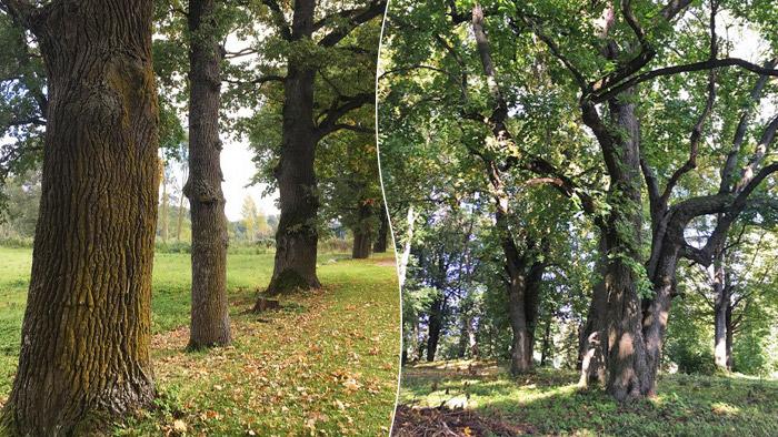 Pamūšas parks