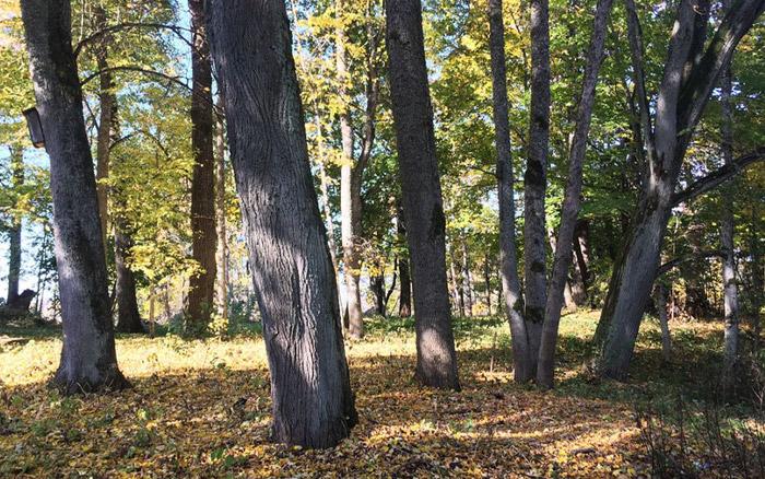 Stelpes “Grašu” dendroloģiskie stādījumi