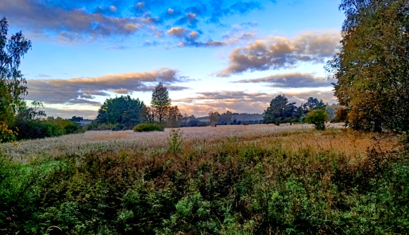Rudenīga pļava nelielā slīpumā ar astevišķiem krūmiem un kokiem. Novakars.