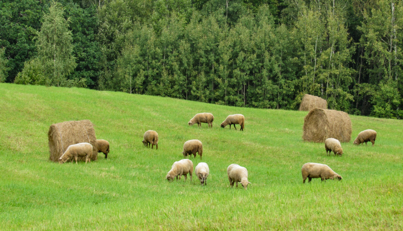 Nopļauta pļava neliela slīpuma nogazē ar siena 3 ruļļiem un 12 aitām starp tiem. Fonā lapukoku mežs.