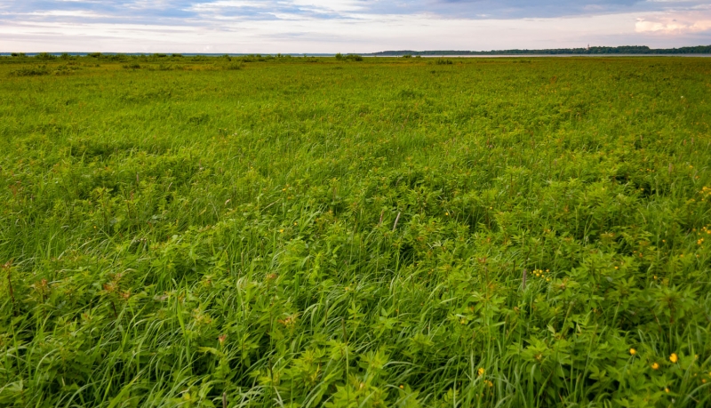 Dabas liegums Burtnieku ezera pļavas. Foto: Andris Soms