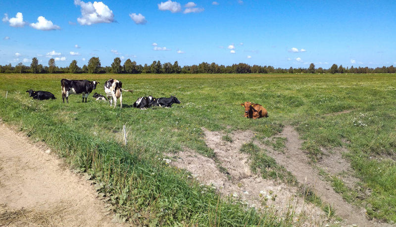 Noganīta pļava ar plašu skatu un tālumā meža un krūmu līnija. Priekšplānā 4 melnraibas un 1 brūna govs..