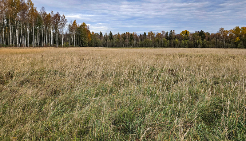 Zālājs rudenī. Tālumā mežmala ar rudenīgas nokrāsas lapām.