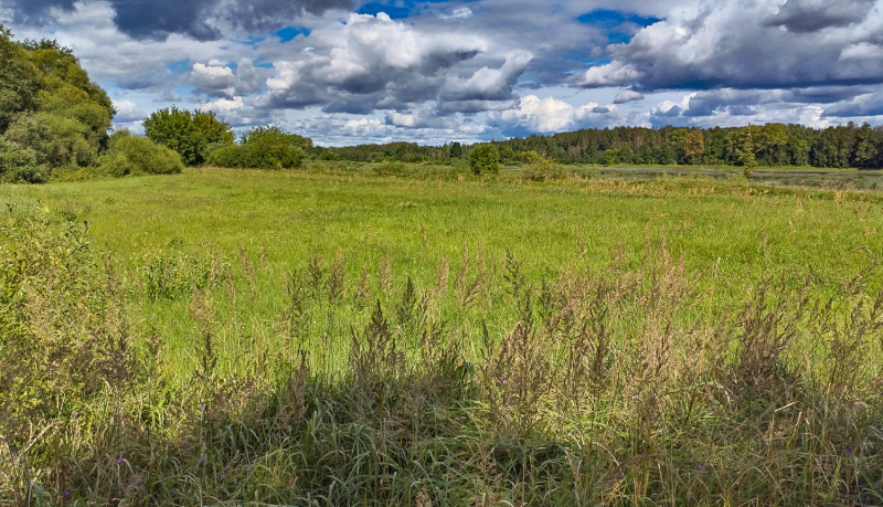 Saulaina vasaras diena ar gubu mākoņiem, zālājs, pamalē mežmala.