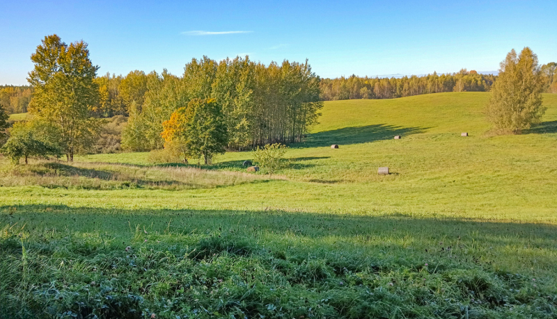 Rudenīga, saulaina diena, lapas kokos sāk dzeltēt, pļavā nopļauta zāle, paugurains reljefs, siena ruļļi, pamalē koku puduris, vēl tālāk mežmala.