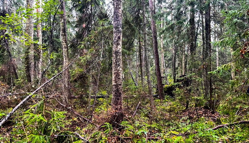Dabas liegums "Istras staignāju meži". Foto Maija Krūmiņa.
