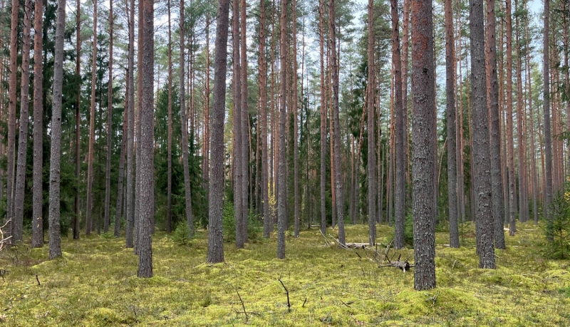 Dabas liegums JŪGUPES MEŽI. Foto Sintija Balode