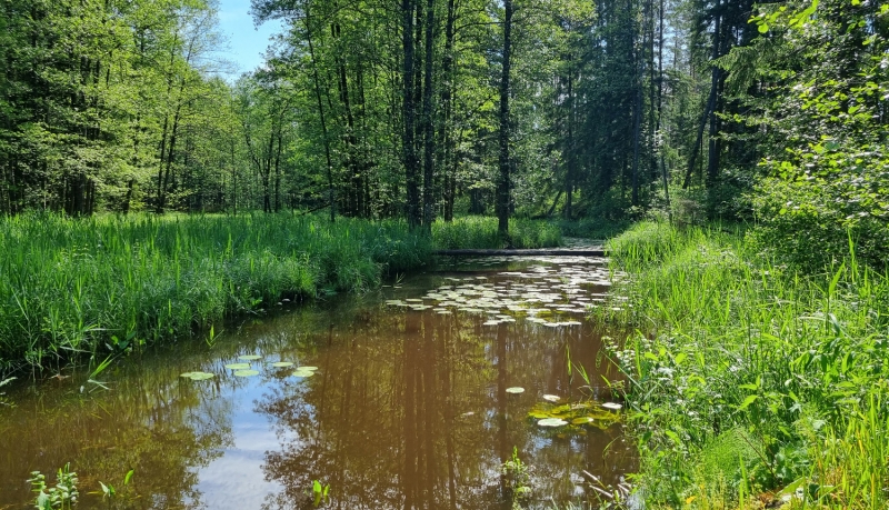 Dabas liegums "Ķivuļurga". Foto Fanija Šitca