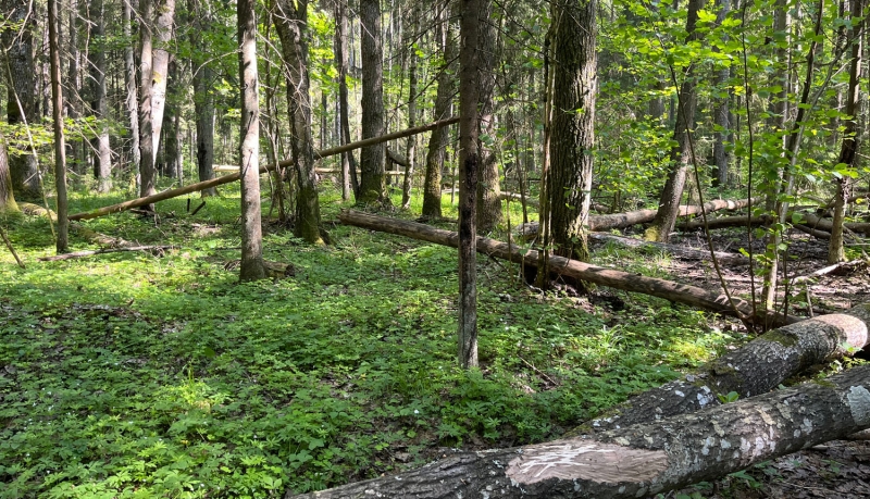 Dabas liegums KRUSTCEĻU MEŽI. Foto: Sintija Balode