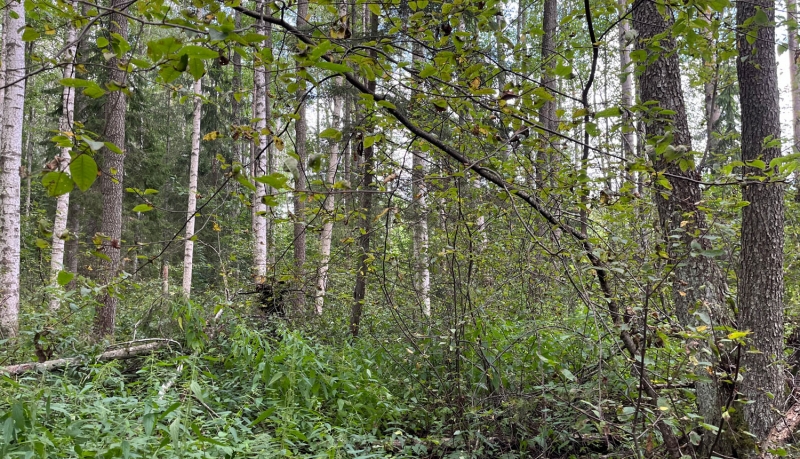 Dabas liegums "Ladas upes staignāju meži". Foto Maija Krūmiņa