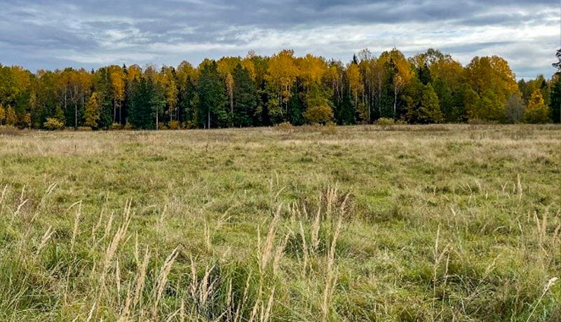 Plaša, saulainā dienā nofotografēta pļava ar nedaudz sažuvušu, bālgani zaļu zāli, kuras vidū izceļas garas smilgas. Horizonta līniju veido rudens krāsās iekrāsots mežs, kurā dzeltenās un oranžās lapas mijas ar tumšzaļām skujkoku galotnēm zem pelēki mākoņainām debesīm.