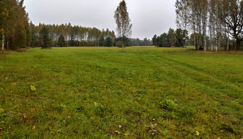 Rudens ainava ar plašu, koši zaļu pļavu, kas liecina par aktīvu ganīšanu vai pļaušanu. Centrā atrodas vientuļš bērzs ar gaiši dzeltenām, izplūdušām lapām. Fons sastāv no bērzu un citu lapu koku puduriem, daļa no tiem ar bālām, baltām stumbru ēnām, kas aizplūst miglainā pelēkā rudens dienā.