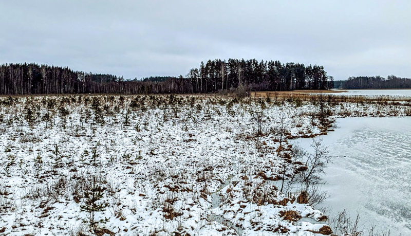 Dabas liegums PELĒČU EZERA PURVS. Foto: Aleksandra Krugļikova