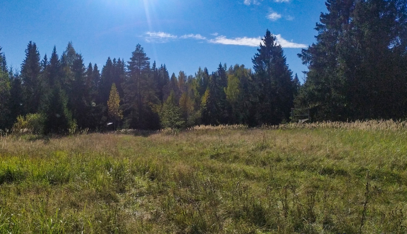 : Saules apspīdēta, sausa zāles pļava ar garām, bālganām stiebru vīlēm priekšplānā. Tālāk redzama tumša, blīva priežu un egļu meža siena, kas kontrastē ar spoži zilajām debesīm ar dažiem maziem baltiem mākoņiem. Mežā redzami arī koki ar dzeltenām un gaiši zaļām rudens lapām.