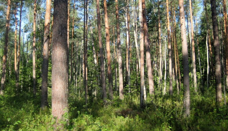 Dabas liegums MAZĀ KURTOŠA MEŽI. Foto Irēna Skrinda