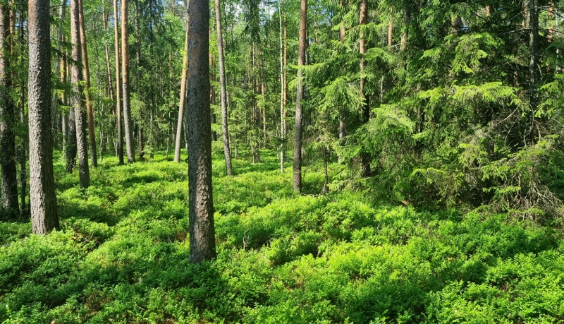 Dabas liegums PEČORA EZERA MEŽI. Foto Fanija Šitca