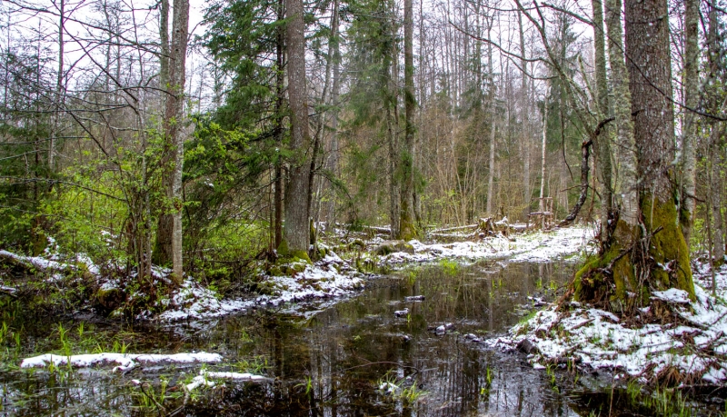 Dabas liegums SOĢUPES MEŽI. Foto Andris Soms