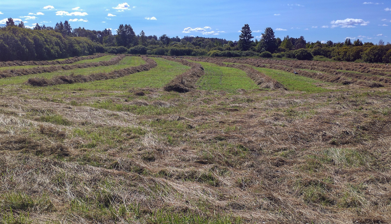 Pļavas ainava ar žūstošu, nopļautu zāli, garās, stirpās, gatava siena vākšanai. Pa starpu redzama svaiga, zaļa zāle. Horizontu veido blīva, tumšzaļa meža mala zem gaiši zilām debesīm ar dažiem baltiem mākoņiem.